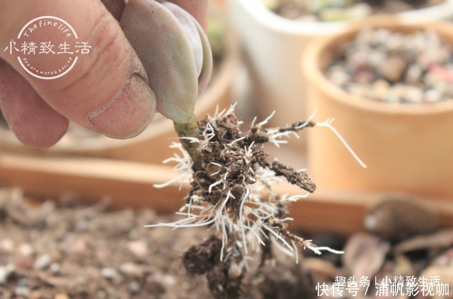 湿度|多肉一直不服盆，教你7个小方法，可快速发根，安全有效
