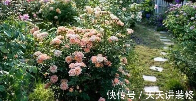 微月|在阳台上打造出一个月季小花园,距离你很近,做好4个方面就行