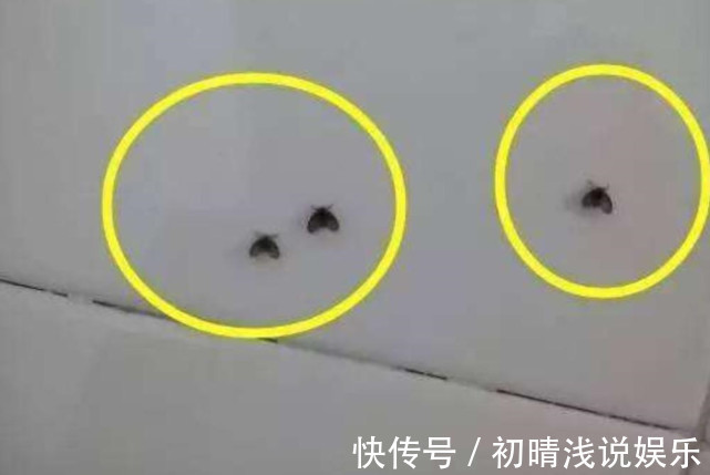 卫生间潮湿,会有很多小飞虫,大家有什么妙招可以解决?