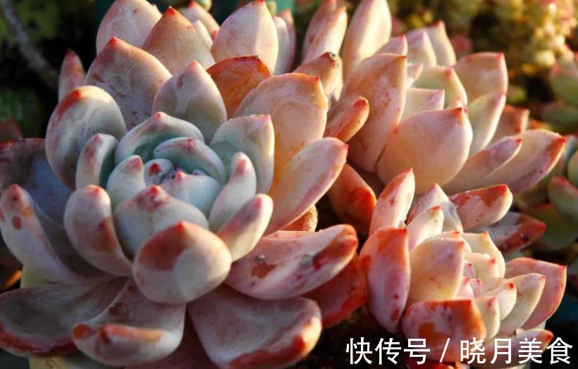 多肉芙蓉雪和橙梦露，长相相似如何选择？看看老花匠怎么说