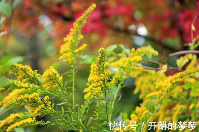 外来物种入侵济南！“加拿大一枝黄花”现身平阴河边