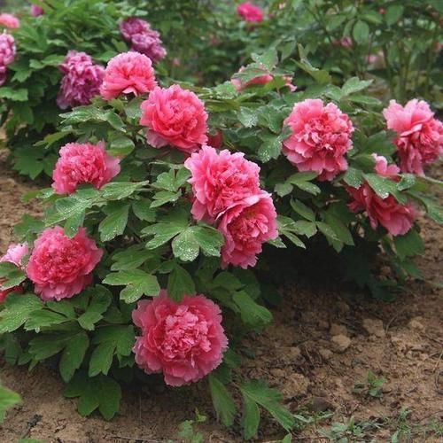 3种能成传家宝的花,越养越值钱,养几年给多少钱都不卖