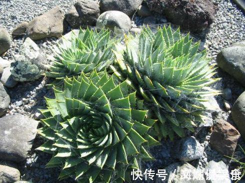 一盆芦荟1万多，一棵能长50年，越老越值钱，你见过芦荟女王吗