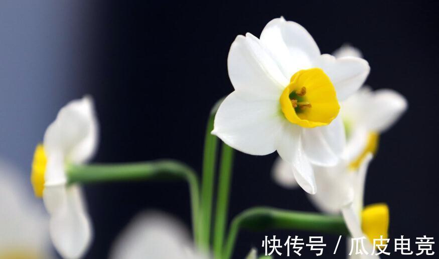 马上进入2022年,新的一年即将开启,为你推荐25种漂亮的花卉