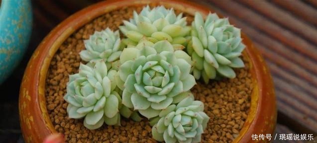 放在阳光|多肉总穿裙子,三个小动作催香气,憋白根冒侧芽,养成群生老桩