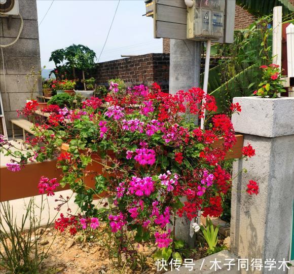 肥料|养花“杀手”的5个坏习惯,看你中了几个?怪不得你养不好花