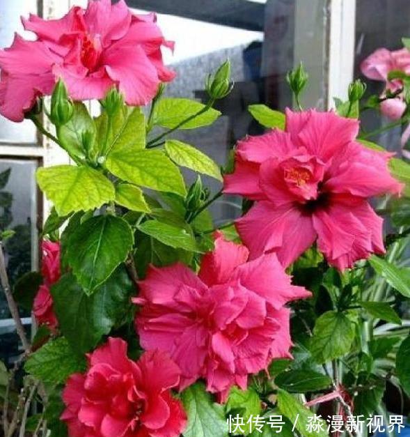 阳台|阳台养盆“扶桑花”,注意4个方面,长成“小树”,四季花开不败