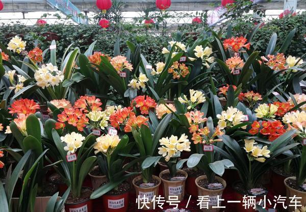 百花“珍品”君子兰,盆栽期间该注意什么?