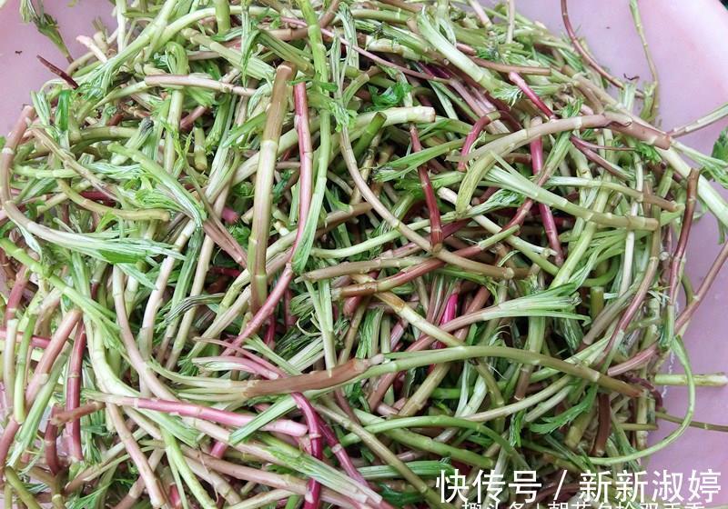 野草|农村一种常见野菜，人称“泥蒿”，是一种上好的野菜
