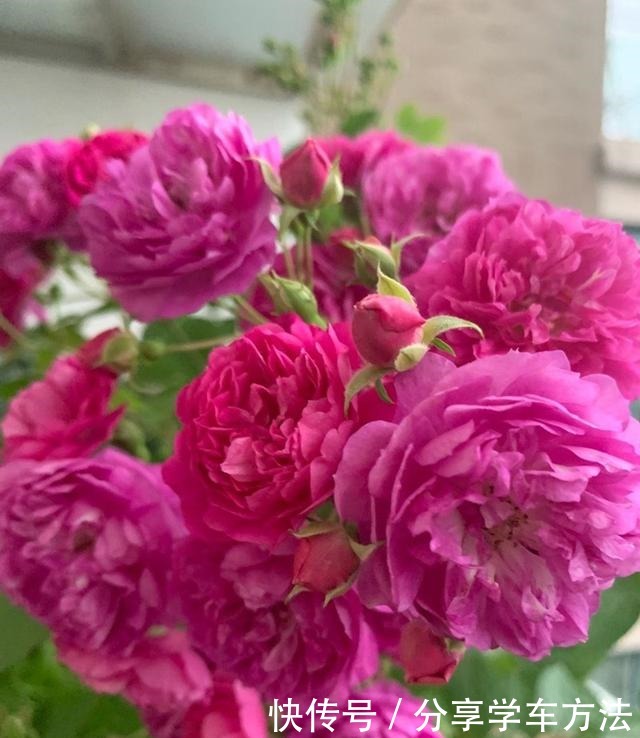 家里有这种花太赚了,一年四季开花不断,还能香飘满室!