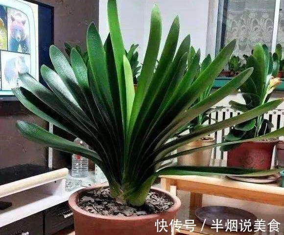 君子兰死气沉沉软绵绵就几个原因,现在学会,不耽误冬天开花