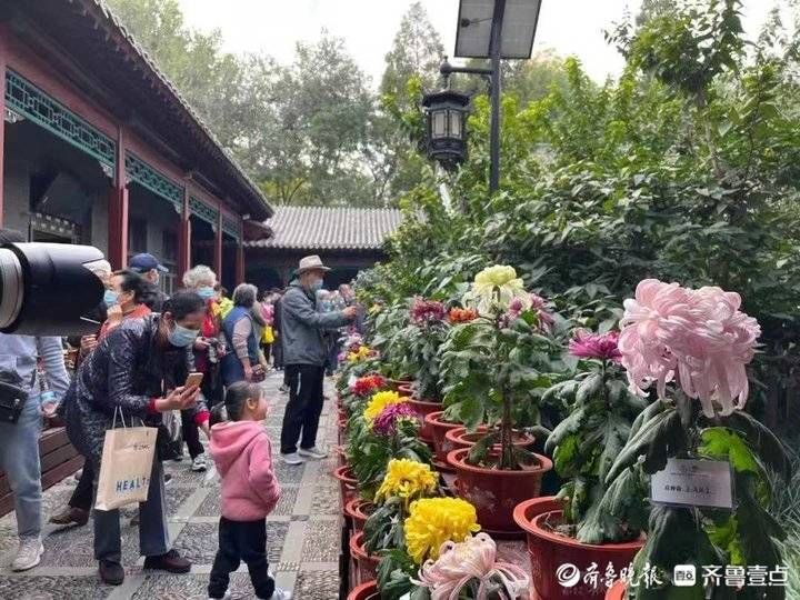 济南市|120多万人次赏菊！济南市第四十二届趵突泉金秋菊展圆满闭幕