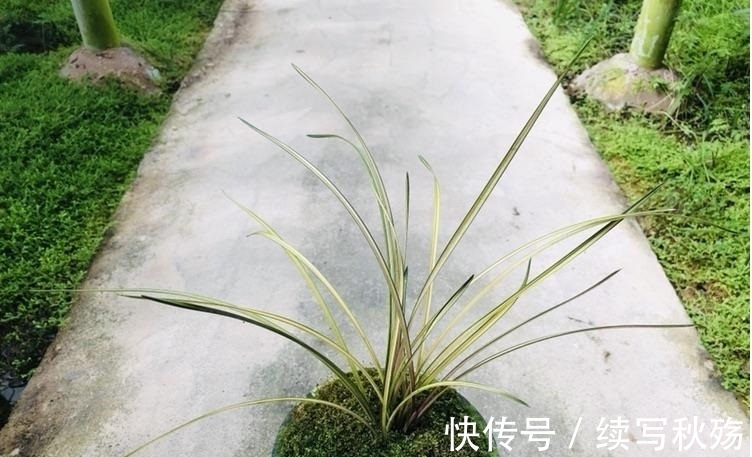 四川九寨沟出产的一颗蕙兰堪称稀世之宝,叶片有七种颜色