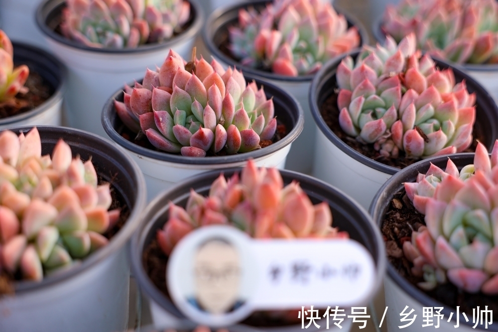 春萌缀、蓝宝石，两种特别可爱的多肉，这么养状态更好