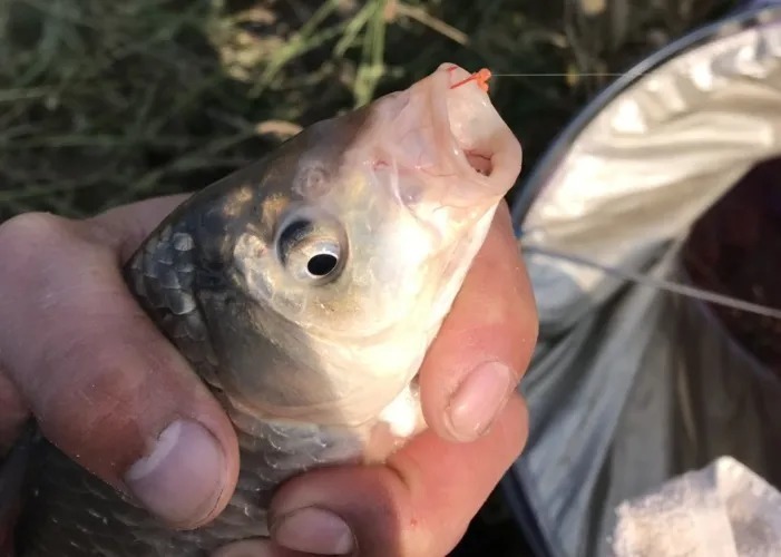 天气变冷,大板鲫都“藏”这三个不起眼的小地方,切记莫疏忽