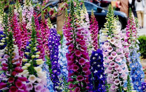 紫藤|有个院子别光养月季花,种上3种懒人花,皮实好养开花久