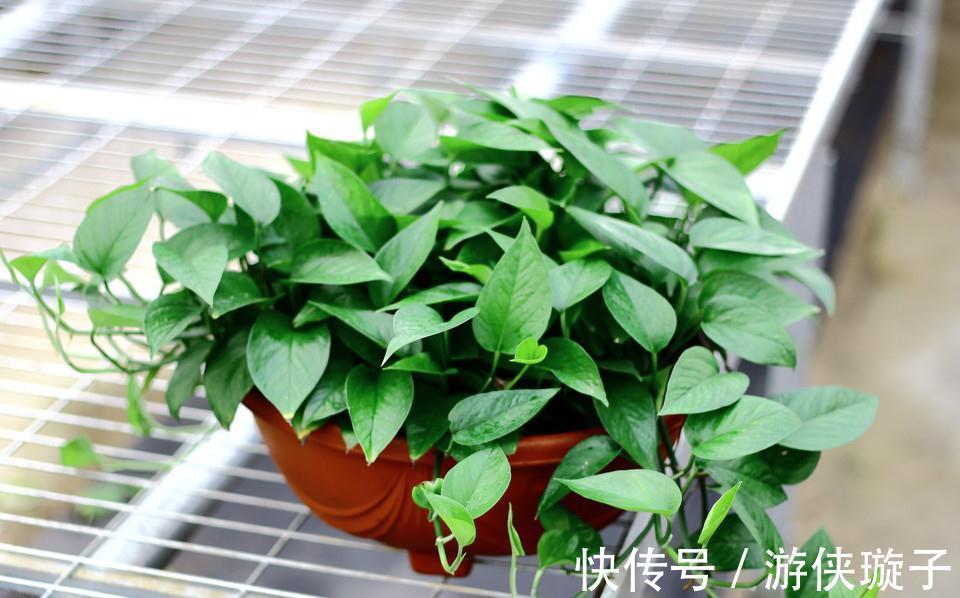 再也不用担心绿萝养不好了