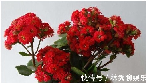 残叶|它是长寿花专属“营养液”，家家都有，5天1小滴，叶翠绿花猛开