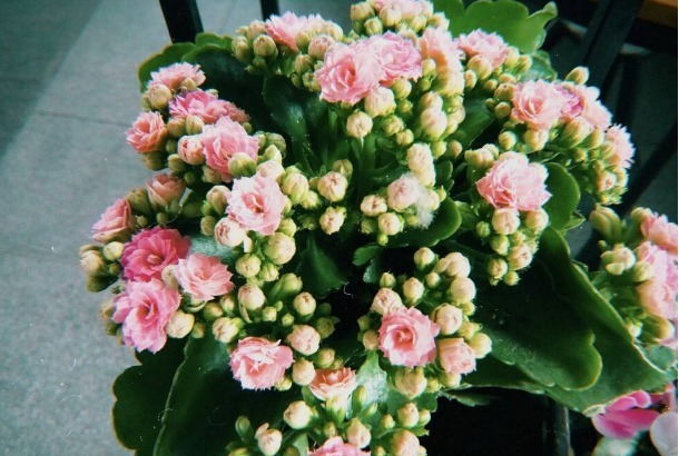 长寿花不开花老花匠教你2招,花苞蹭蹭冒,全年开花不断