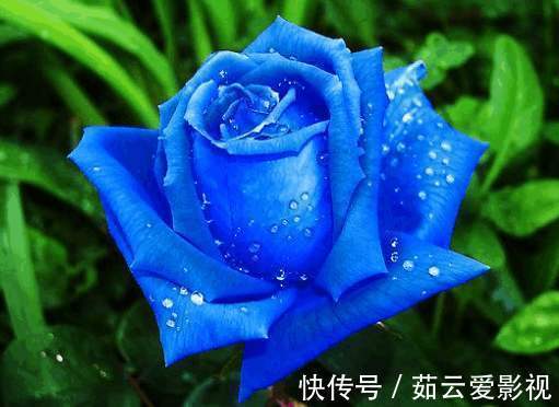 喜欢玫瑰,首选“精品玫瑰”蓝色妖姬,象征纯洁爱情,真美艳