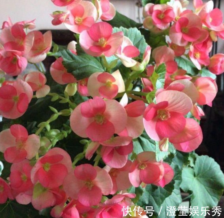 3种花深受花友的喜欢,开花爆盆很简单,一次开花300朵