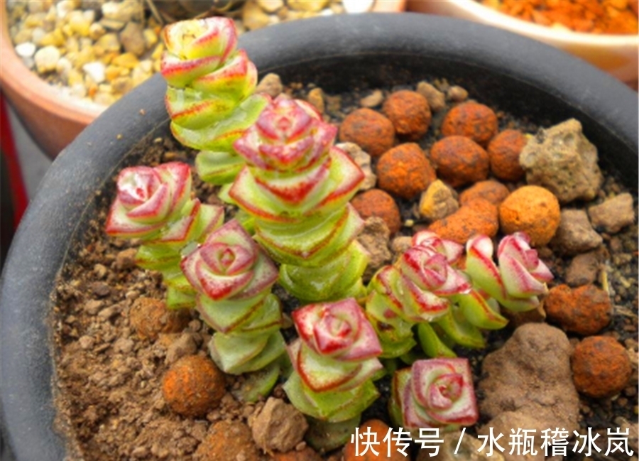 钱串变红真霸气,牢记5要点,快速上色,还能侧芽蹭蹭长