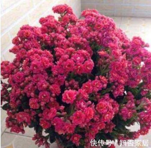 康乃馨|4种花养家里，谁见了都喜欢，第二种已经被迷住了