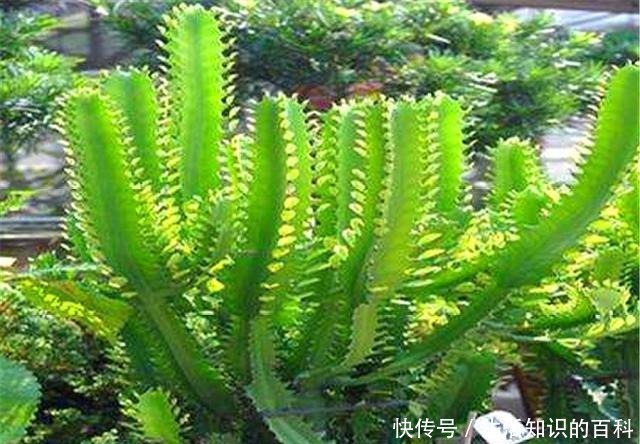 养龙骨花，要谨记一个“懒”字，越懒长得越壮，勤快容易出问题！