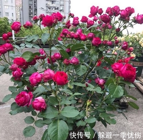 月季药害了怎么办,做好4点防药害,及时干预促生长