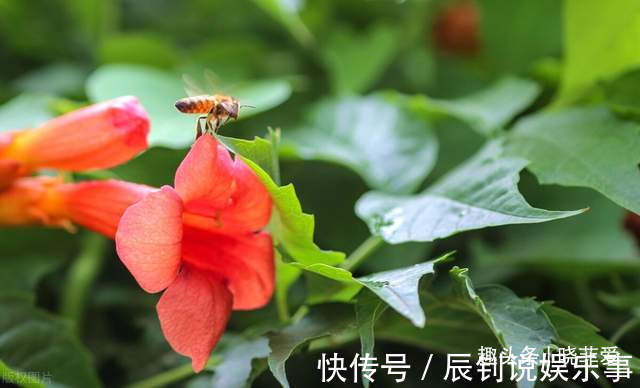 3种“爬墙”植物,种在院子里,就是天然“背景墙”,漂亮又好养