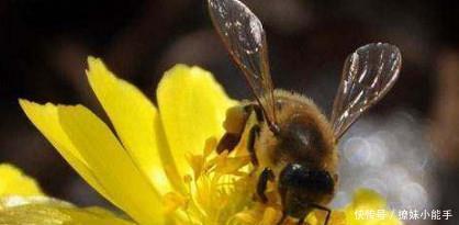 慈禧|慈禧的水烟袋中，藏着你不知道的三个大秘密，预示大清必亡！