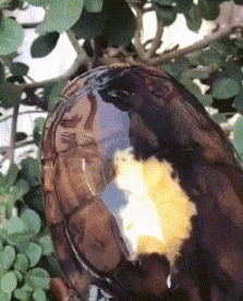 |搞笑GIF:娶了个这样的媳妇真是无语了啊,欢乐无限多呢