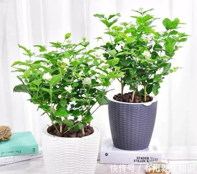 这6种花 再穷也要养 气味芬芳,杀菌抑菌!