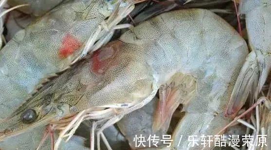 正确做法|保存大虾不要直接冻冰箱，学会正确做法，放到过年吃依旧新鲜