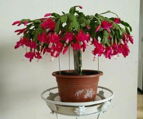 室内养花，浇水遵照“4不”规则，这个冬天并不难熬