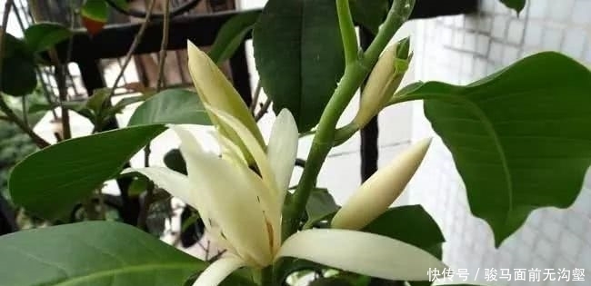 家里养这几种植物,又香又健康!