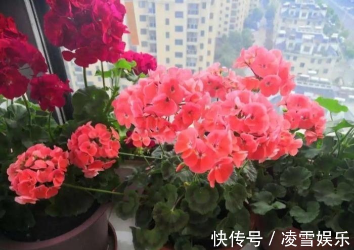 大伙儿|家里有此7种花,少浇水不能晒,天热要休眠早看早知道