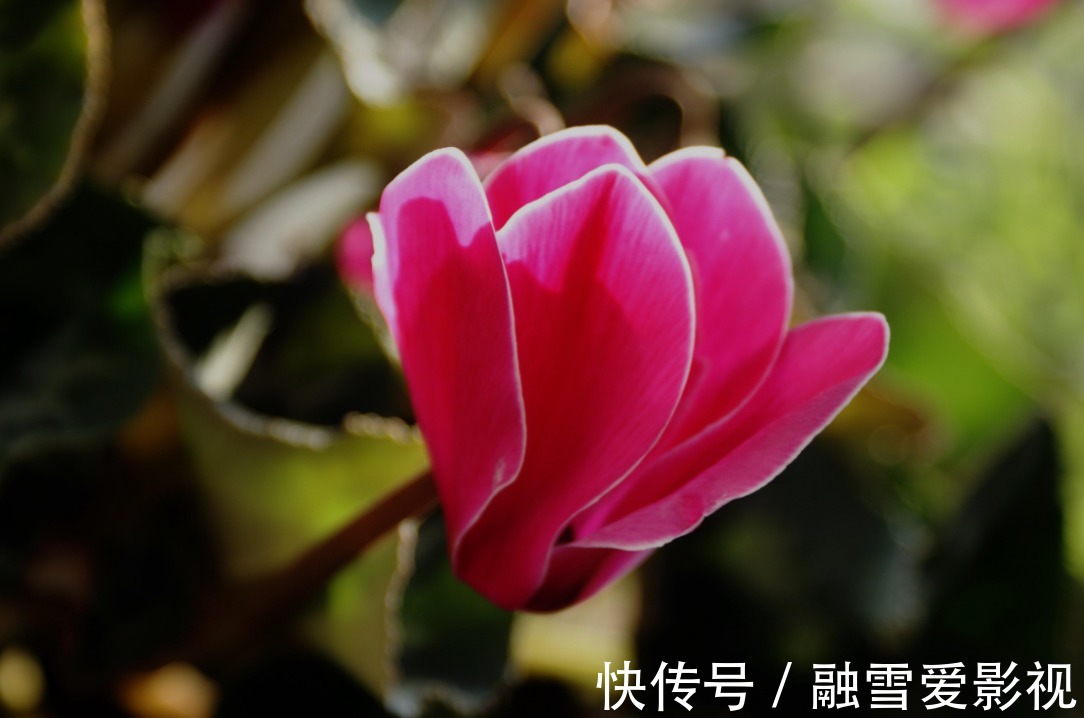 家里要是有集中化,春天之后抓紧时间修剪,不然会影响第二年开花