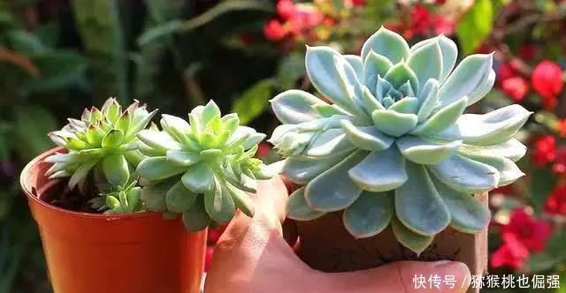 多肉太妃糖和初恋很相似,不仔细区分让人笑话,假花友容易入坑