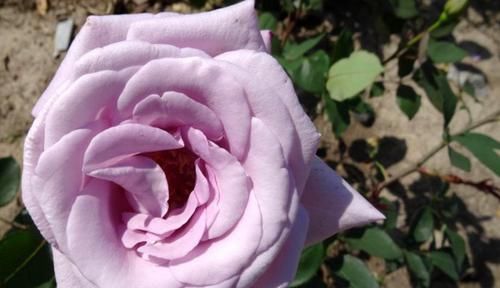  值得|3种富贵花，好养如绿萝，花色绚丽多彩，开花勤寓意好，很值得养