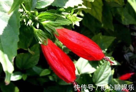 以下这种花,盆栽简单好养,花期全年蹭蹭长,超乎想象