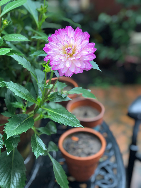 喜欢菊花，不妨试试“珍品菊花”墨荷，花色如漆红，姿容高雅