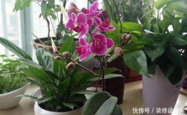 好运|有钱人家中养花特讲究,就只养此4种花,难怪好运直上不停