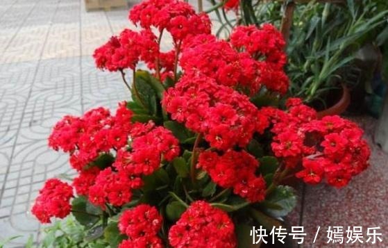 修剪|盆栽养殖长寿花，花谢就修剪、施肥，等一个月又能催花了