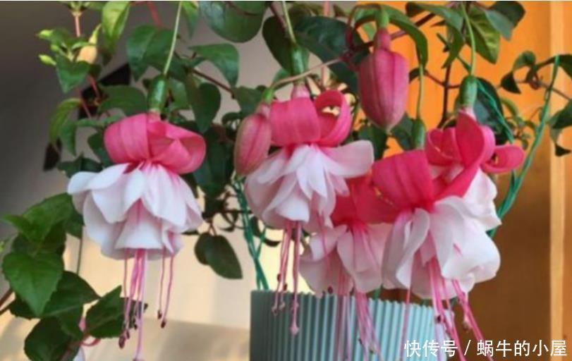 聪明人都养4种花,个个美出状态,花朵迷人,阵阵花香