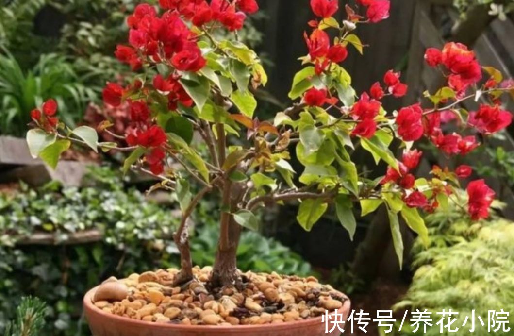 冬天到了管住手，10种花要减少浇水，否则容易被冻伤