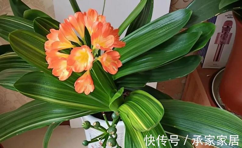 秋季如何养君子兰不夹箭?注意4点,植株越长越旺盛