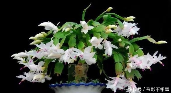 刚买来的蟹爪兰,做好这几点,保准让其蹭蹭长不停