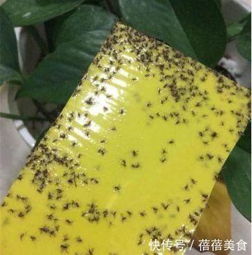 小飞虫|花盆满是小飞虫?不是大事,花盆撒把它,小虫死翘翘
