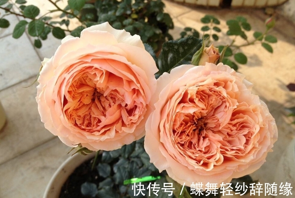 绿萝早该扔了，此花一开300天，浇水就能活！